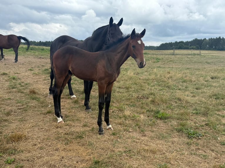 Mecklenburger warmbloed Hengst Veulen (04/2025) Bruin in Blumenholz
