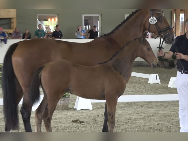 Mecklenburger warmbloed Hengst veulen (04/2024) Bruin in Warnkenhagen