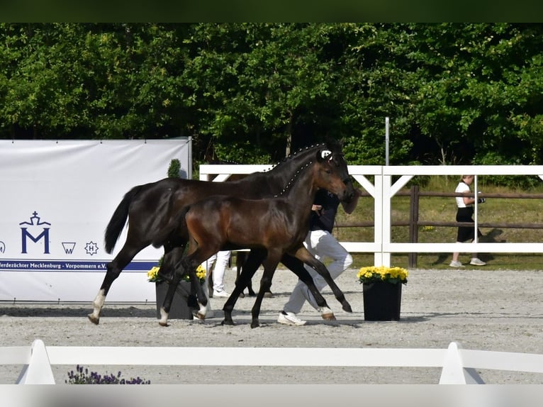Mecklenburger warmbloed Hengst Veulen (03/2025) Bruin in Penzlin