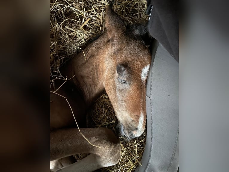 Mecklenburger warmbloed Hengst Veulen (04/2025) Bruin in Redefin