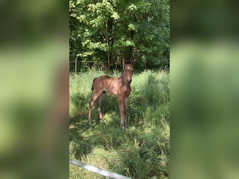 Mecklenburger warmbloed Hengst Veulen (04/2025) Bruin in Redefin