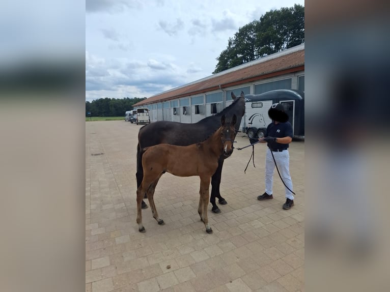 Mecklenburger warmbloed Hengst Veulen (04/2025) Bruin in Redefin