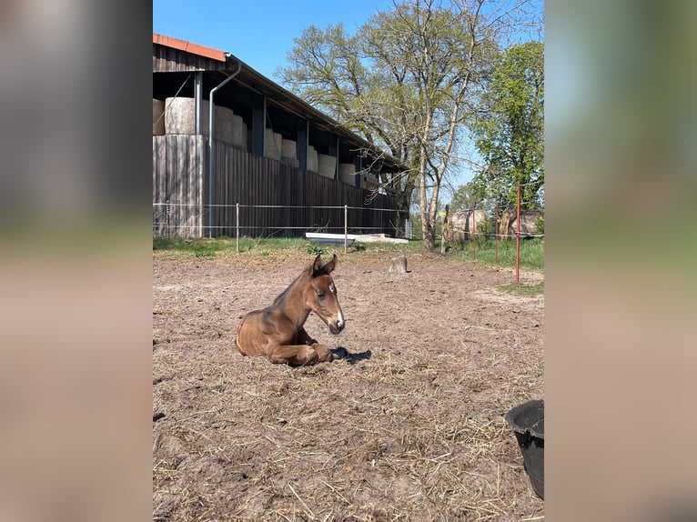 Mecklenburger warmbloed Hengst Veulen (04/2025) Bruin in Redefin