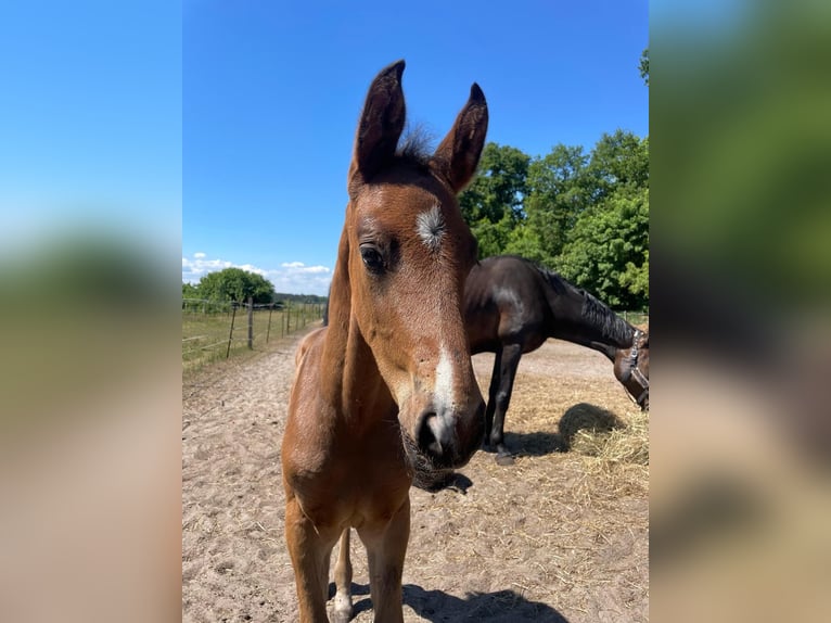 Mecklenburger warmbloed Hengst Veulen (04/2025) Bruin in Redefin