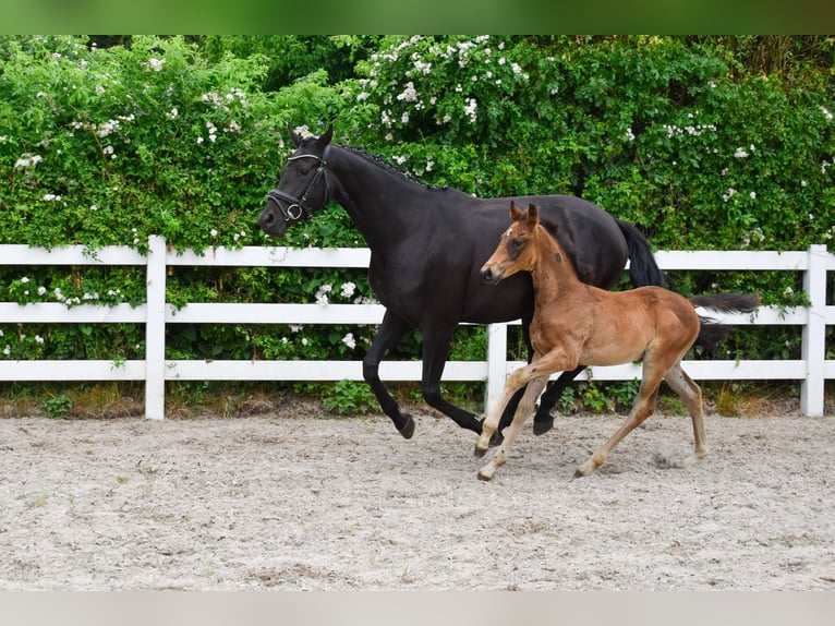 Mecklenburger warmbloed Hengst Veulen (04/2026) Donkerbruin in Insel Usedom