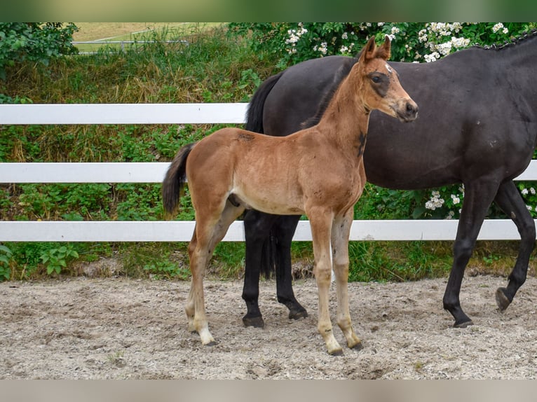 Mecklenburger warmbloed Hengst Veulen (04/2026) Donkerbruin in Insel Usedom