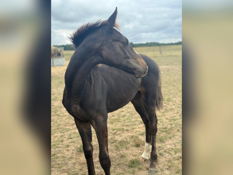 Mecklenburger warmbloed Hengst Veulen (03/2025) Donkerbruin in Blumenholz