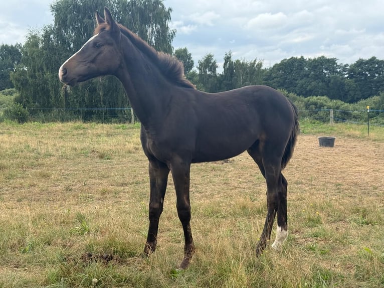 Mecklenburger warmbloed Hengst Veulen (03/2025) Donkerbruin in Blumenholz