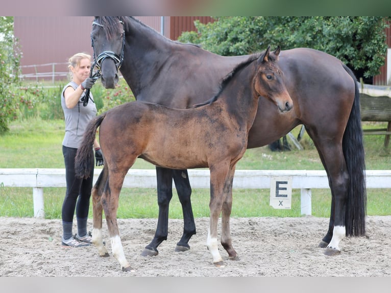 Mecklenburger warmbloed Hengst veulen (06/2024) Donkerbruin in Dachtmissen