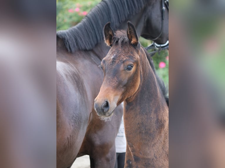 Mecklenburger warmbloed Hengst veulen (06/2024) Donkerbruin in Dachtmissen