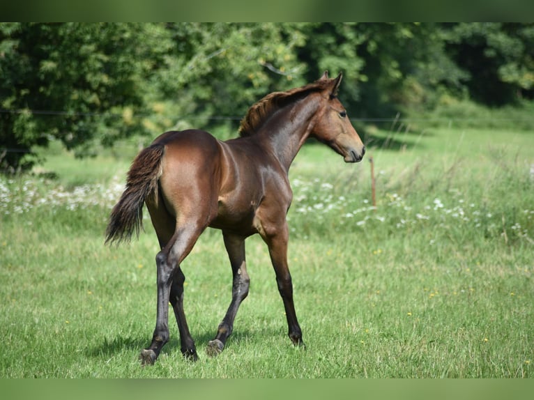Mecklenburger warmbloed Hengst Veulen (04/2025) Donkerbruin in Rosenow