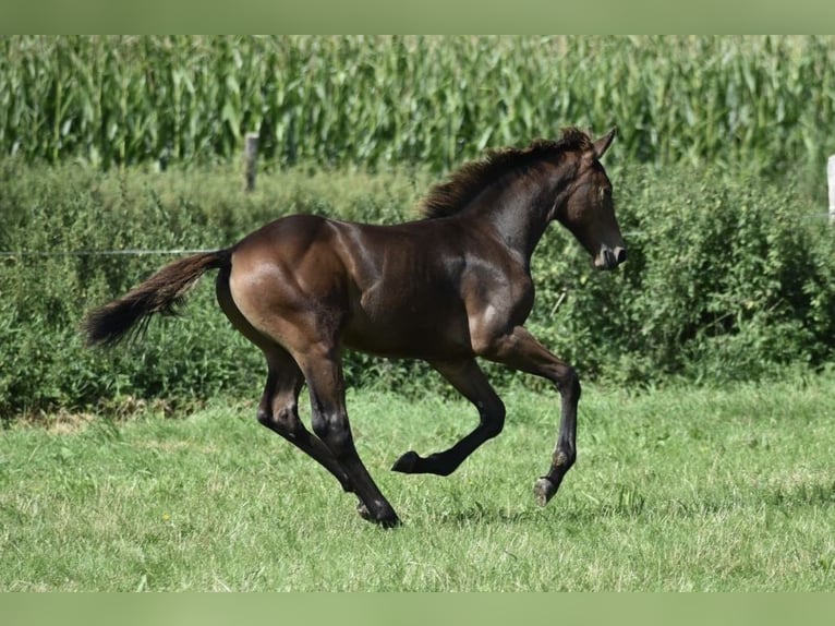 Mecklenburger warmbloed Hengst Veulen (04/2025) Donkerbruin in Rosenow