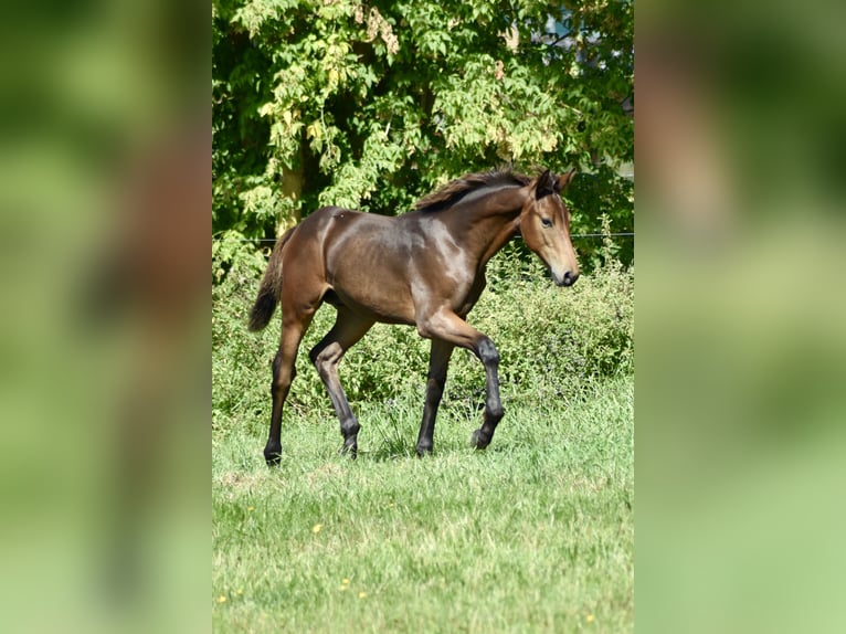 Mecklenburger warmbloed Hengst Veulen (04/2025) Donkerbruin in Rosenow