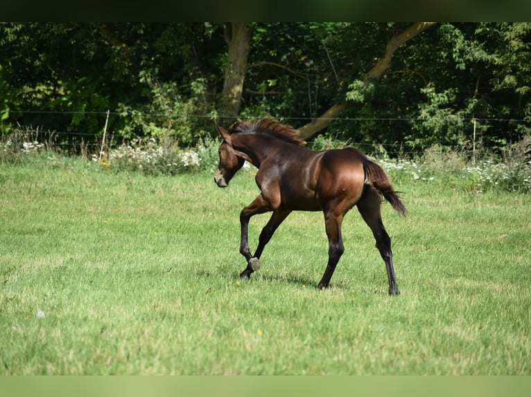 Mecklenburger warmbloed Hengst Veulen (04/2025) Donkerbruin in Rosenow