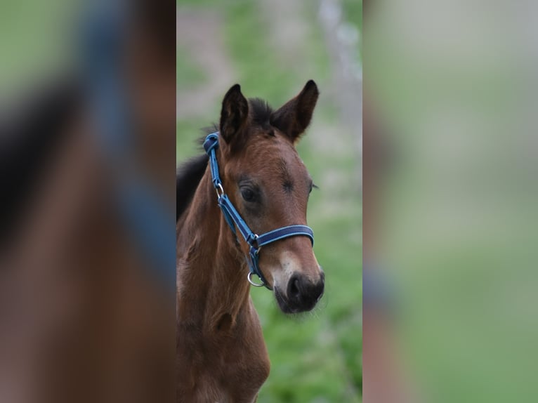 Mecklenburger warmbloed Hengst Veulen (04/2025) Donkerbruin in Rosenow