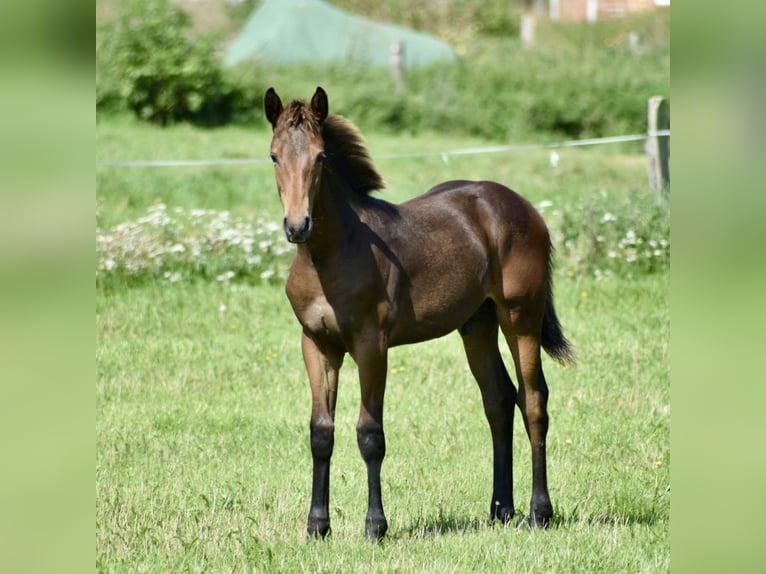 Mecklenburger warmbloed Hengst Veulen (04/2025) Donkerbruin in Rosenow