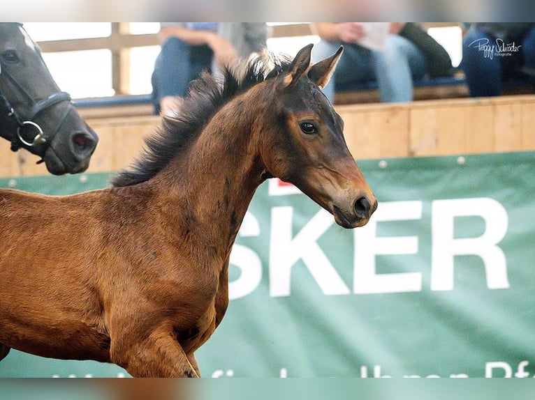 Mecklenburger warmbloed Hengst Veulen (03/2025) Donkerbruin in G&#xF6;hren Lebbin