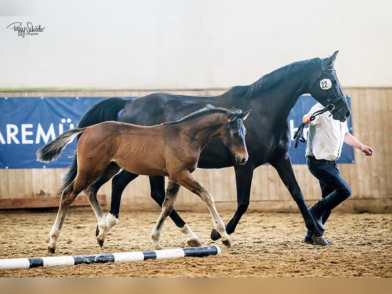 Mecklenburger warmbloed Hengst Veulen (03/2025) Donkerbruin in G&#xF6;hren Lebbin