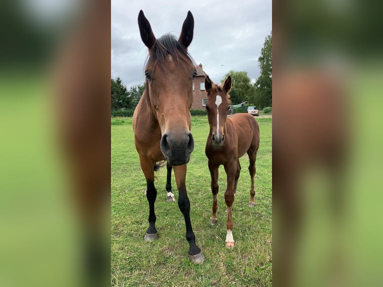 Mecklenburger warmbloed Hengst veulen (04/2024) Donkere-vos in Anklam