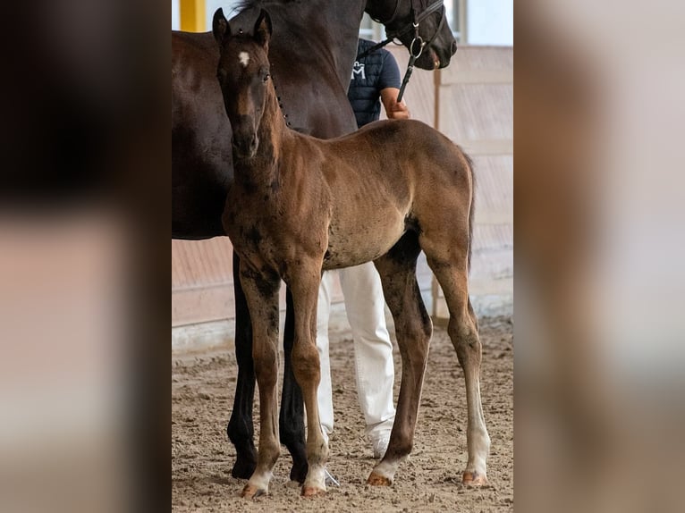 Mecklenburger warmbloed Hengst Veulen (01/2026)  in Güstrow