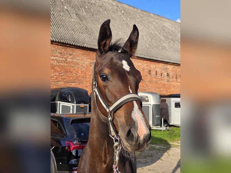 Mecklenburger warmbloed Hengst Veulen (05/2025) kan schimmel zijn in Kavelstorf