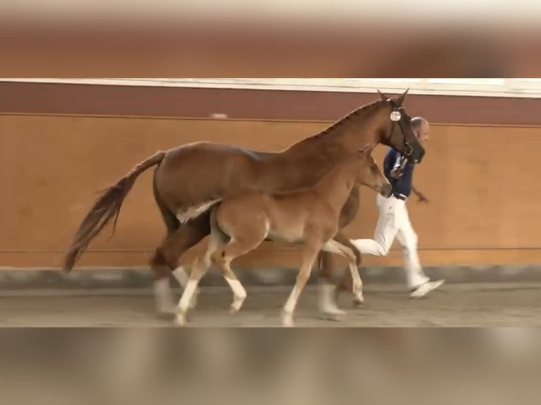 Mecklenburger warmbloed Hengst  Vos in Malchow