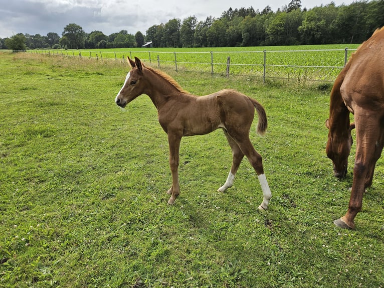 Mecklenburger warmbloed Hengst veulen (06/2024) Vos in Hemdingen