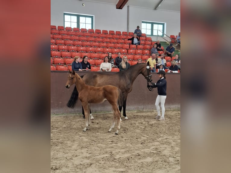 Mecklenburger warmbloed Hengst Veulen (03/2025) Vos in Rastow