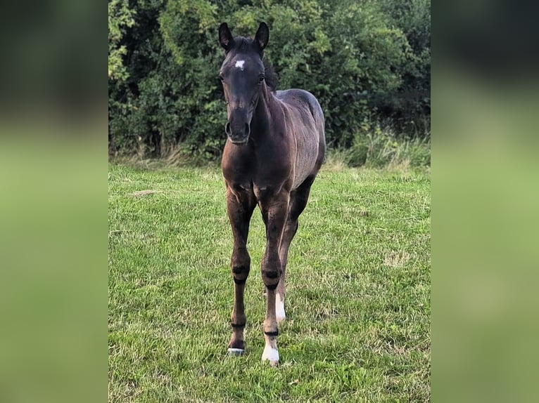 Mecklenburger warmbloed Hengst Veulen (05/2026) Zwart in Lübeck