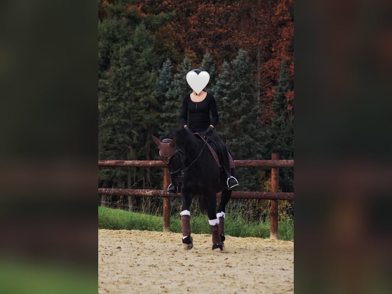 Mecklenburger warmbloed Merrie 10 Jaar 165 cm Zwart in Sprockh&#xF6;vel