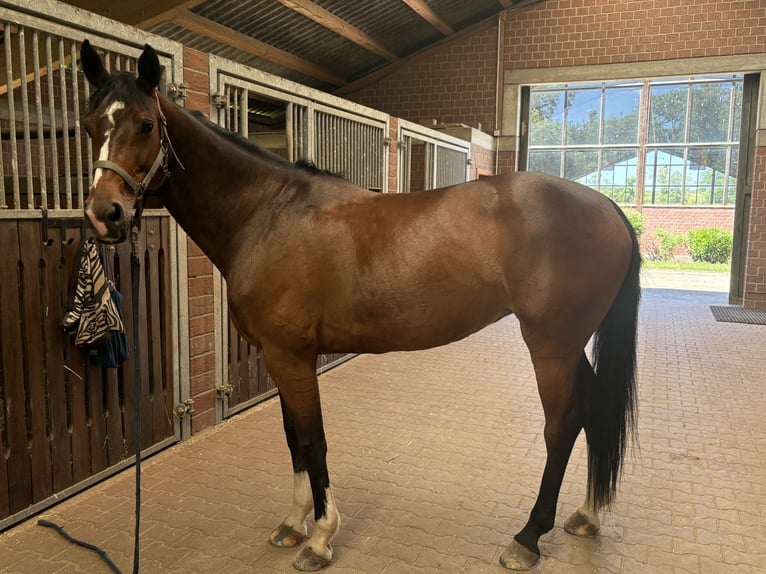 Mecklenburger warmbloed Merrie 10 Jaar 166 cm Roodbruin in Zülpich
