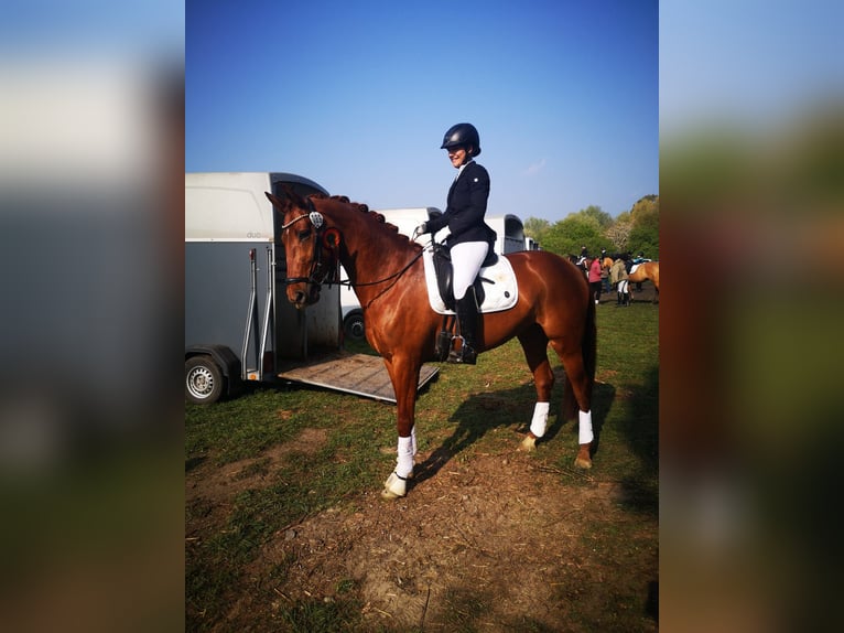 Mecklenburger warmbloed Merrie 10 Jaar 167 cm Vos in Kamen