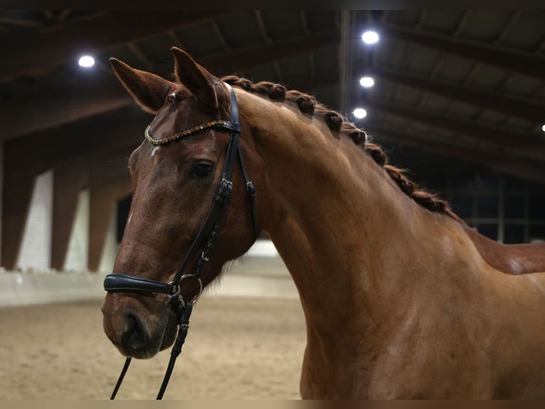Mecklenburger warmbloed Merrie 10 Jaar 168 cm Vos in Kamen
