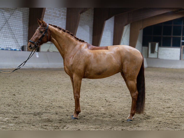 Mecklenburger warmbloed Merrie 10 Jaar 168 cm Vos in Kamen