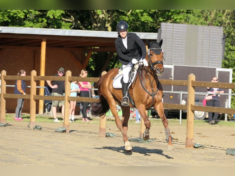 Mecklenburger warmbloed Merrie 10 Jaar 168 cm Vos in Kamen