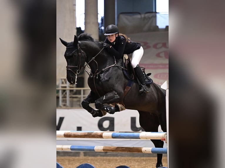 Mecklenburger warmbloed Merrie 10 Jaar Zwart in Walldorf