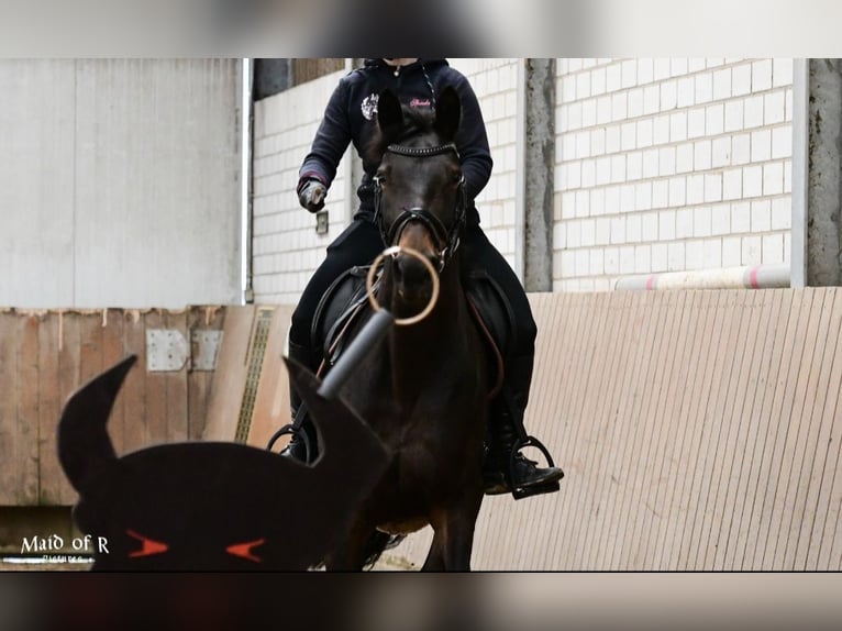 Mecklenburger warmbloed Merrie 11 Jaar 164 cm Donkerbruin in Wermelskirchen