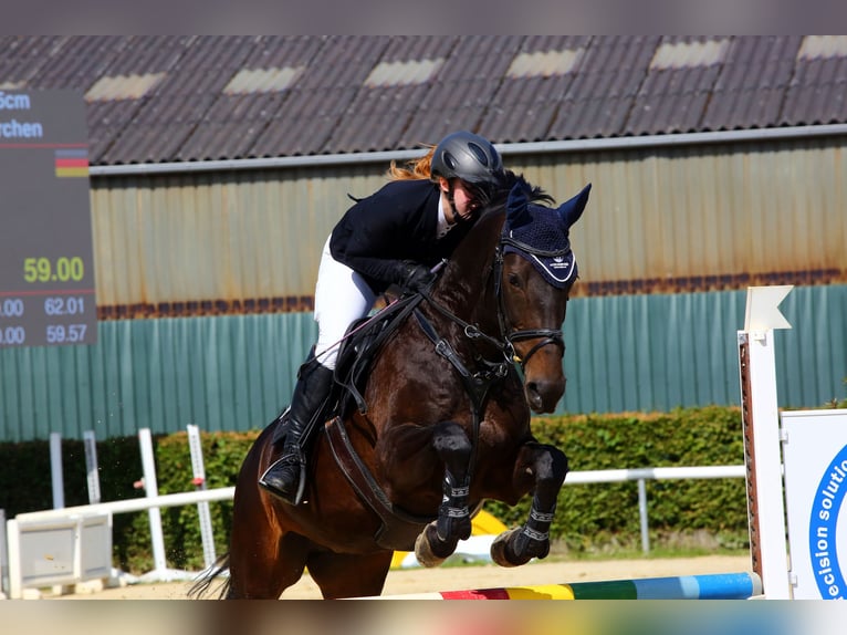 Mecklenburger warmbloed Merrie 11 Jaar 164 cm Donkerbruin in Wermelskirchen