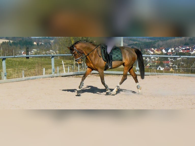 Mecklenburger warmbloed Merrie 11 Jaar 164 cm Lichtbruin in Gera