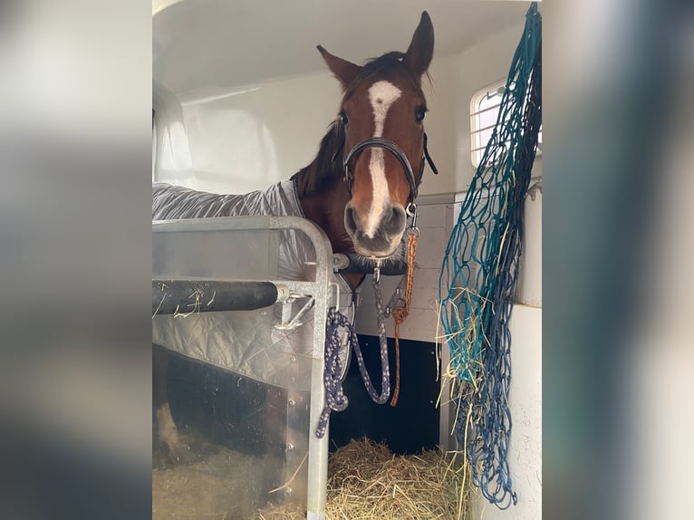 Mecklenburger warmbloed Merrie 11 Jaar 164 cm Lichtbruin in Gera