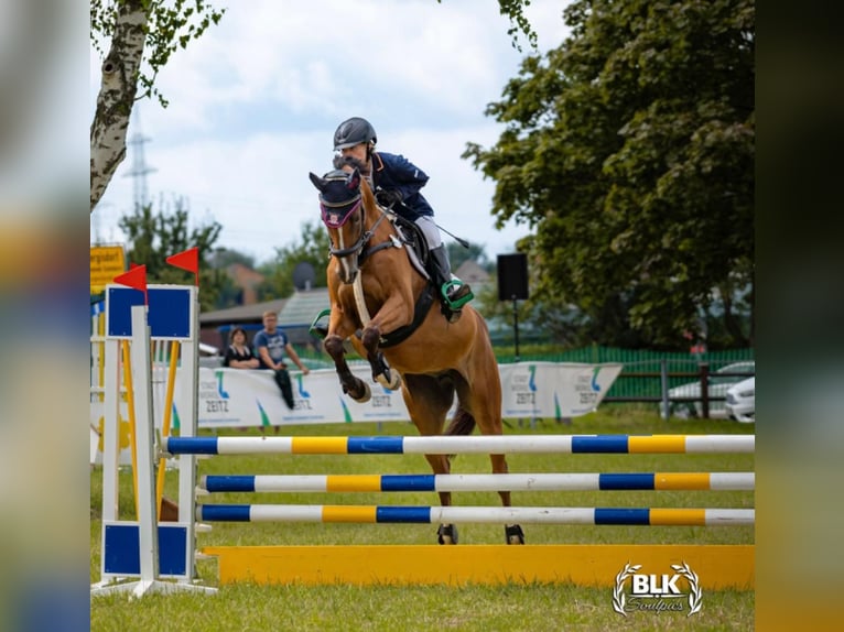 Mecklenburger warmbloed Merrie 11 Jaar 164 cm Lichtbruin in Gera