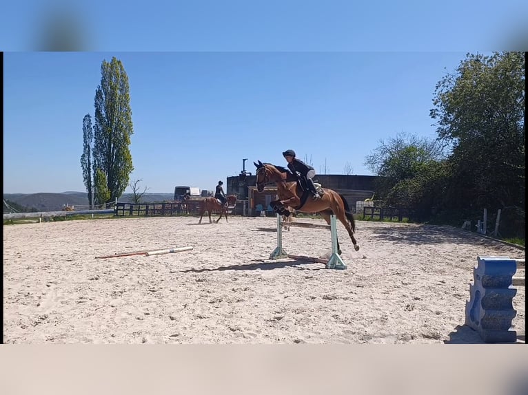 Mecklenburger warmbloed Merrie 11 Jaar 164 cm Lichtbruin in Gera