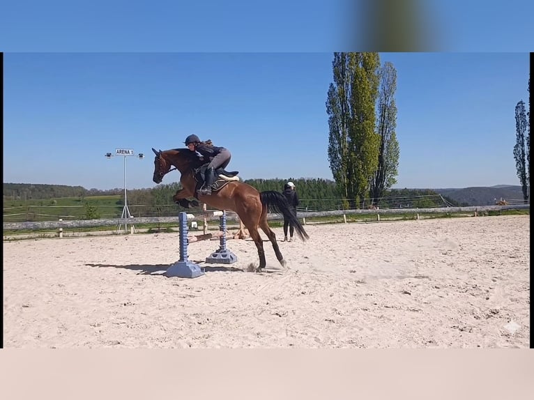 Mecklenburger warmbloed Merrie 11 Jaar 164 cm Lichtbruin in Gera