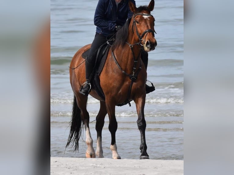 Mecklenburger warmbloed Merrie 11 Jaar 170 cm Bruin in Ahrenshagen-Daskow