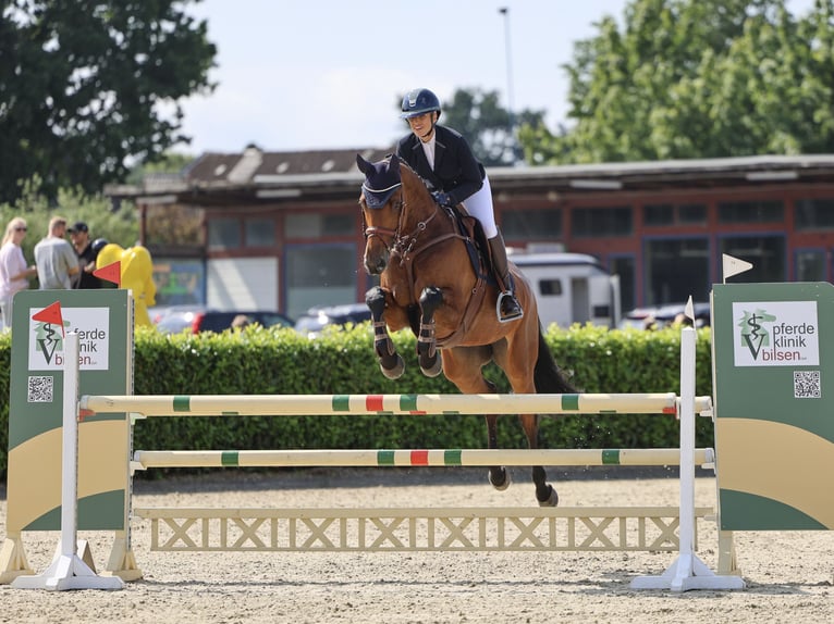 Mecklenburger warmbloed Merrie 11 Jaar 172 cm Bruin in Negernbötel