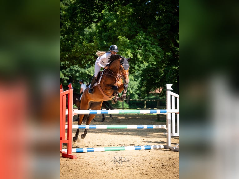 Mecklenburger warmbloed Merrie 11 Jaar 172 cm Bruin in Negernbötel