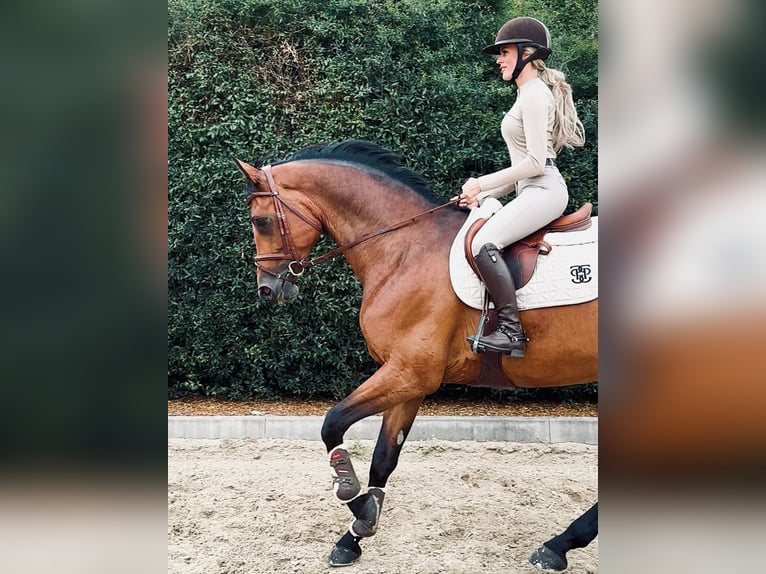 Mecklenburger warmbloed Merrie 11 Jaar 172 cm Bruin in Negernbötel