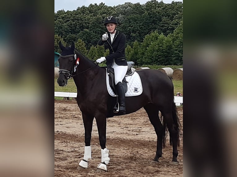 Mecklenburger warmbloed Merrie 11 Jaar Zwartbruin in Ludwigslust