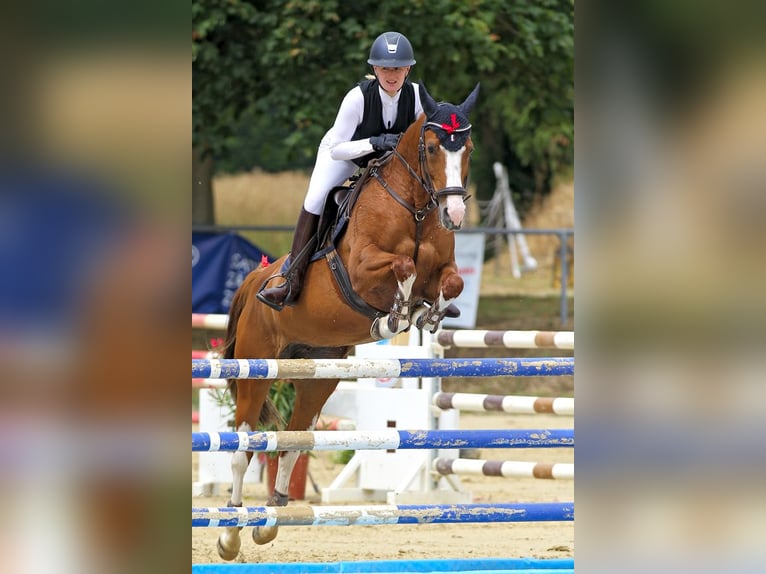 Mecklenburger warmbloed Merrie 12 Jaar 154 cm Vos in Kamen