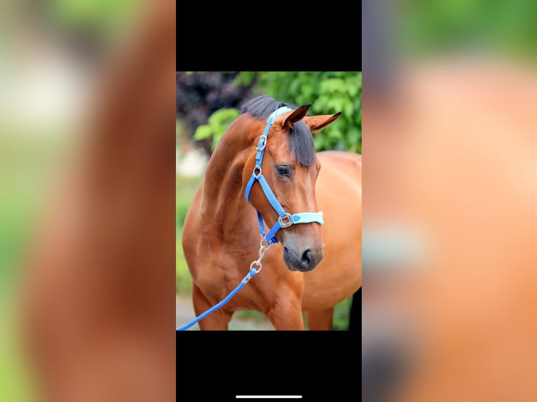 Mecklenburger warmbloed Merrie 12 Jaar 174 cm Bruin in Warendorf